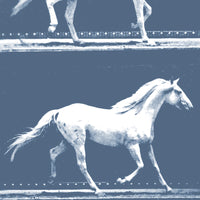 camargue blue close up luxury wallpaper 