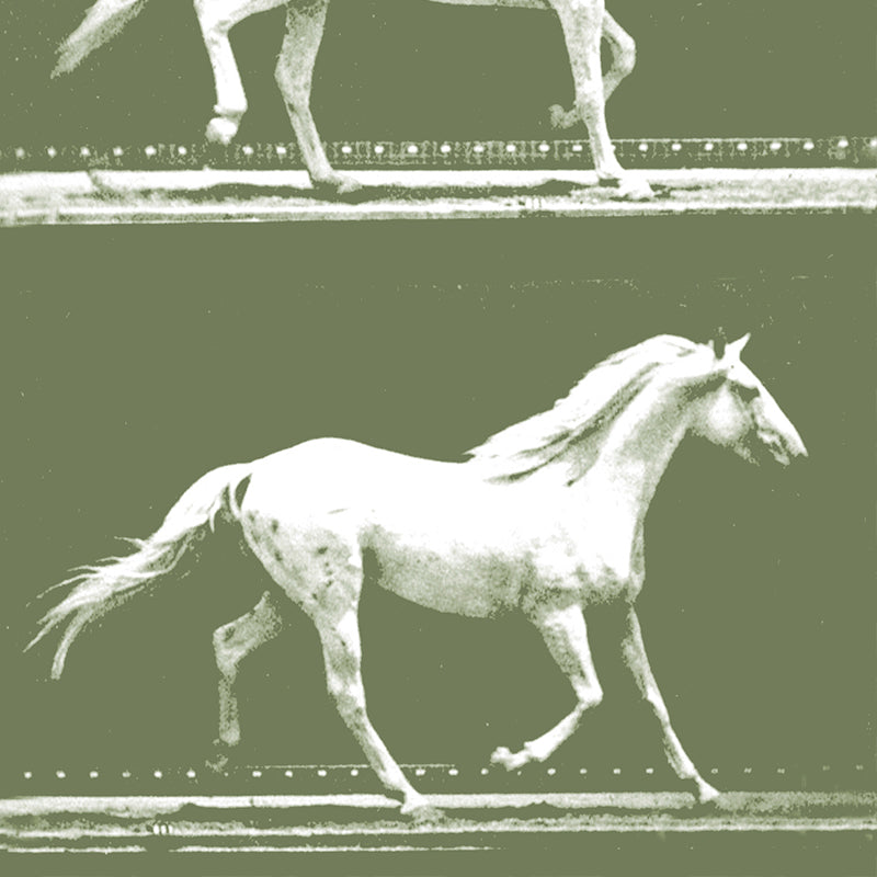 camargue green close up luxury wallpaper 