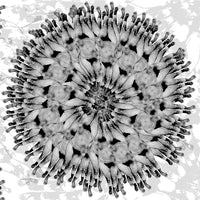 femme black close up luxury wallpaper